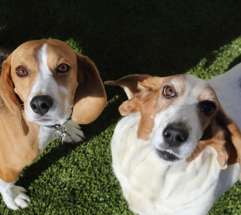 2 dogs looking up at camera against grassy background